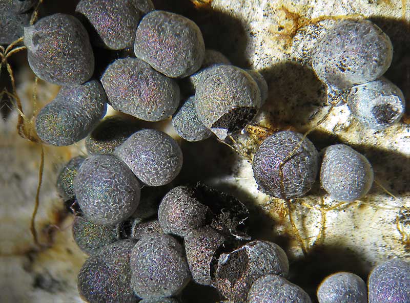 Badhamia da gioielleria...